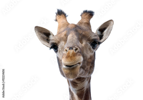 Giraffe head face © AVD