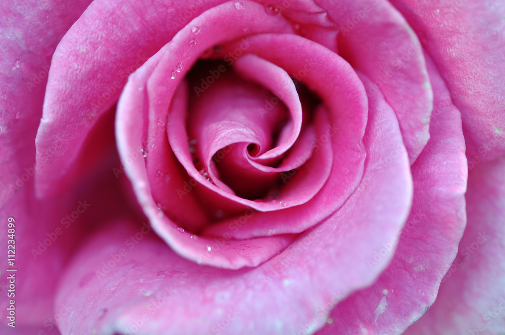 Beautiful Pink Rose Petals With Dew On Them Beautiful Pink Rose Petals With Dew On Them