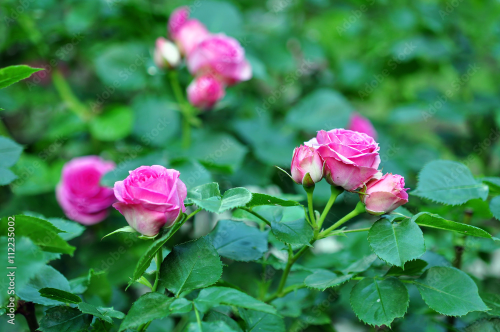 Beautiful Pink Roses Flowers Outdoor, Spring Blossom