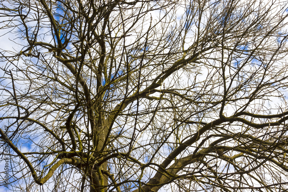 Tree branches without leaves against the blue sky Tree branches without leaves against the blue sky