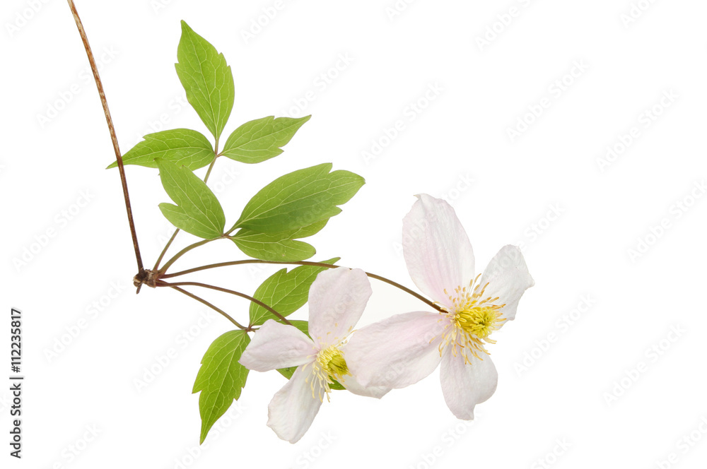 Clematis Montana flowers Clematis Montana flowers