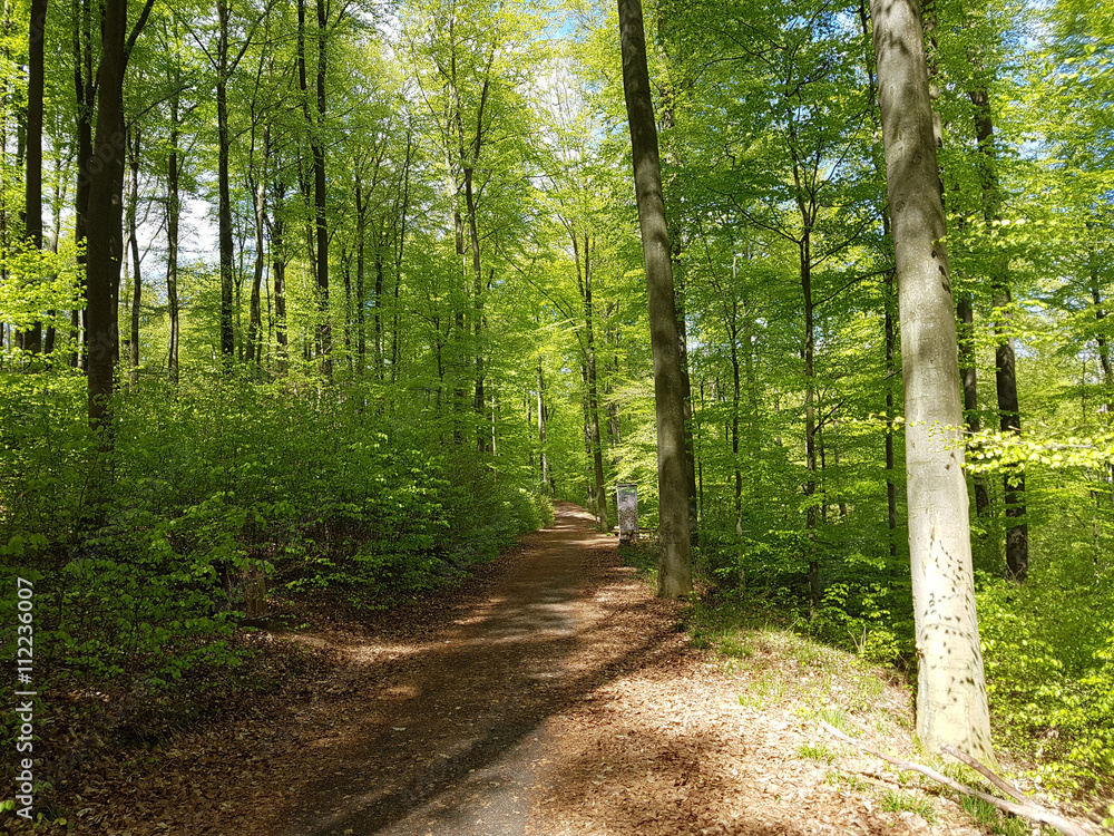Fototapeta premium Buchenwald, Nationalpark, Kellerwald-Edersee
