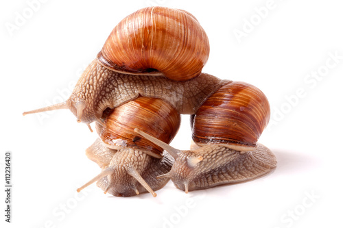 Three snail crawling on a white background closeup