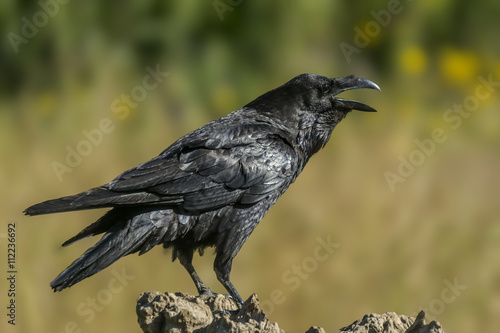 corvus corax