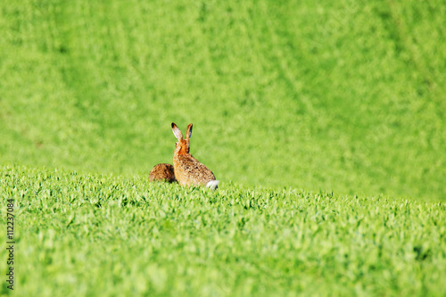 Hares on green field © alexugalek