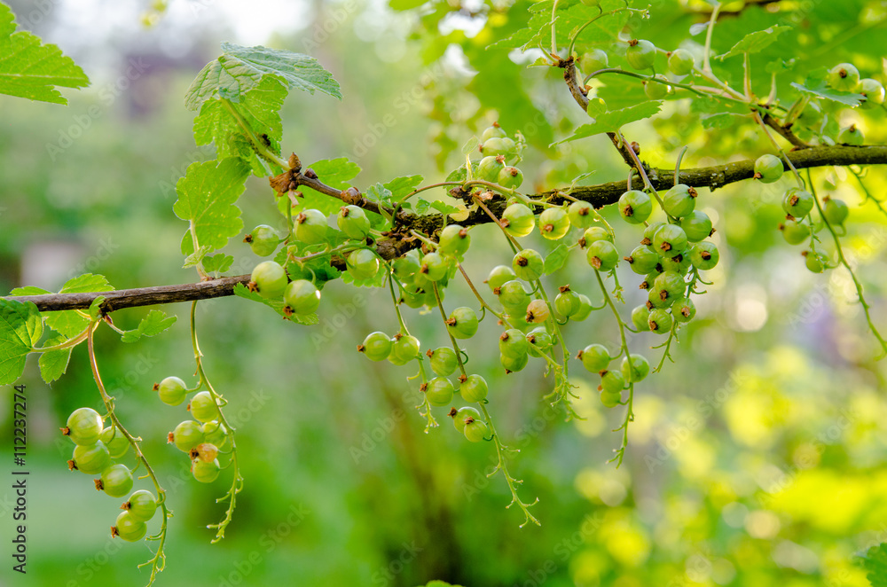 ripening branch of red currant in spring garden ripening branch of red currant in spring garden