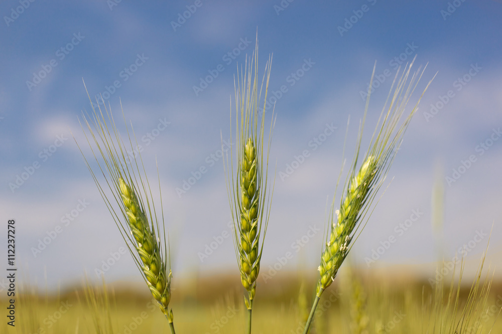 Spikelets of wheat in a field on a sunny day. Spikelets of wheat in a field on a sunny day.