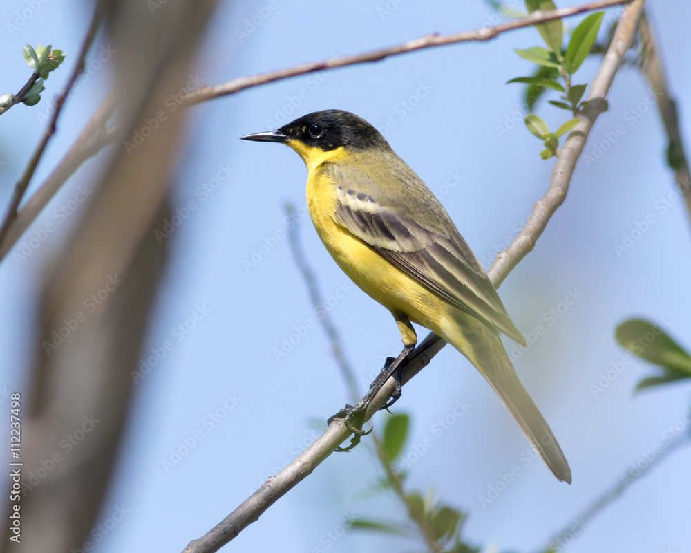 Fototapeta premium Black-headed Wagtail (Motacilla feldegg, Motacilla flava feldegg