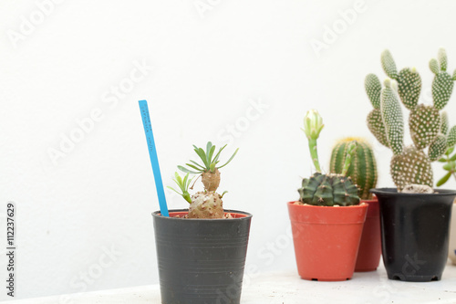 cactus, group of various type cactus and succulent Euphorbia put together in house garden hobby