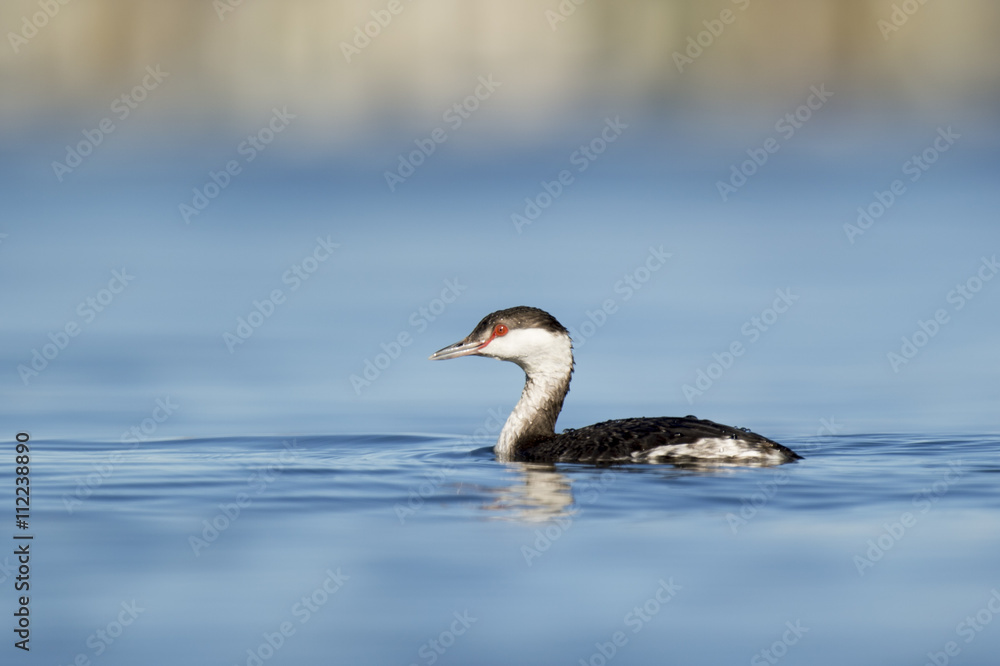 A Horned Grebe floats lazily on the surface of the calm blue water on a bright sunny afternoon.