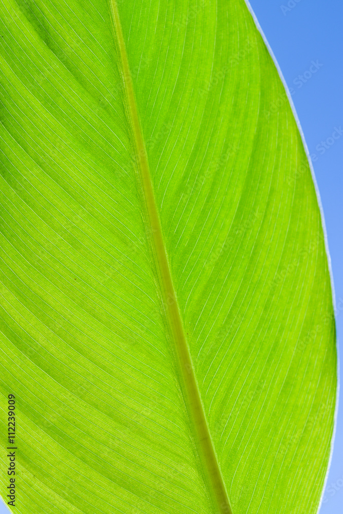 Fototapeta premium bright green fresh leaf close-up on blue sky background vertical
