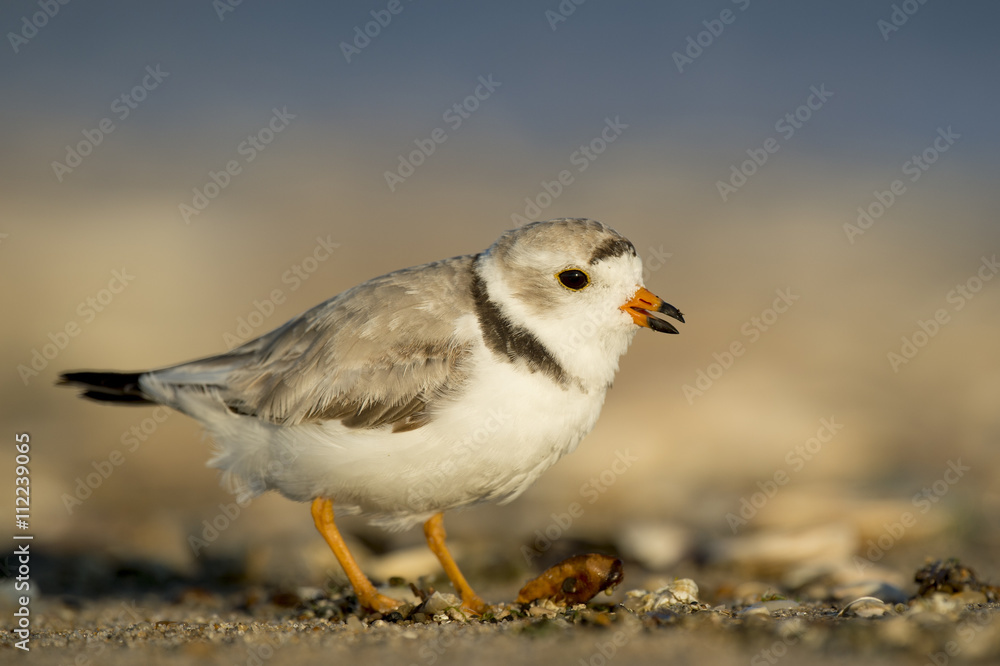 A small endangered Piping Plover stands on a sandy beach as the early morning sunlight shines on it. A small endangered Piping Plover stands on a sandy beach as the early morning sunlight shines on it.