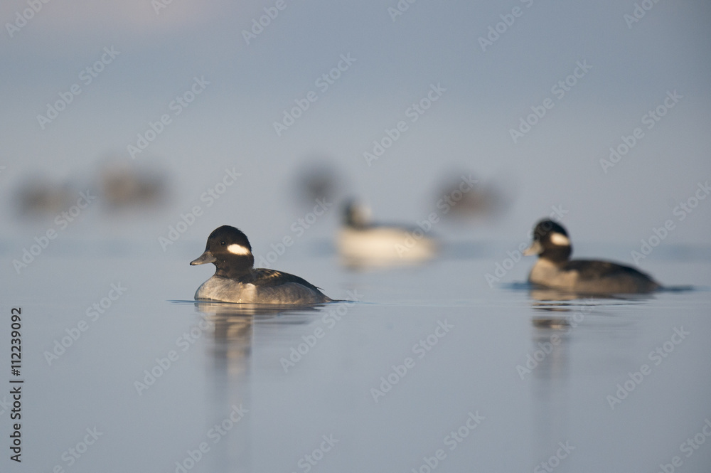 Naklejka premium A female Bufflehead swims in front of others on a calm foggy morning with a reflection of the ducks.