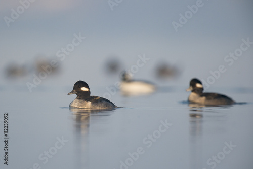 A female Bufflehead swims in front of others on a calm foggy morning with a reflection of the ducks.