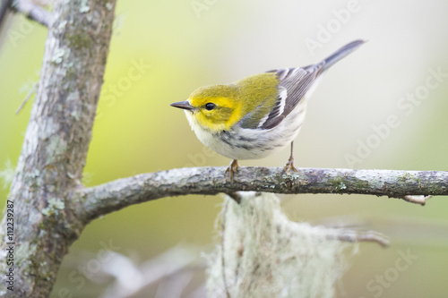 A Black-throated Green Warbler perched on a branch out in the open.