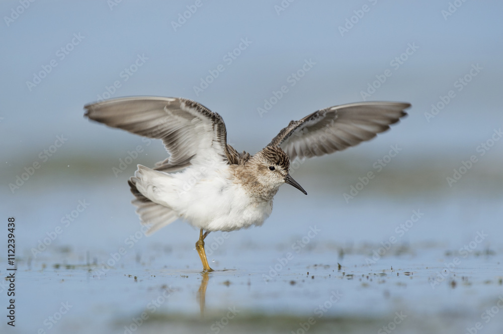 A cute little Least Sandpiper flaps its wings as it stands in the shallow water. A cute little Least Sandpiper flaps its wings as it stands in the shallow water.