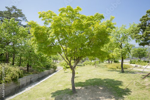 SEOUL South Korea - MAY 24 Korea trees in city. MAY 24  2016 in