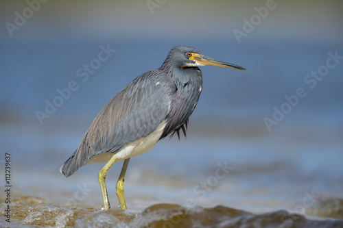 A Tri-colored Heron stands in the shallow waves on a bright sunny day with blue water.