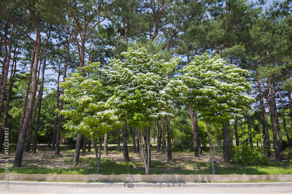 SEOUL,South Korea - MAY 24:Korea trees in city. MAY 24, 2016 in SEOUL,South Korea - MAY 24:Korea trees in city. MAY 24, 2016 in
