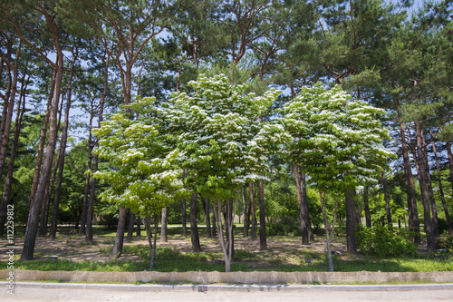 SEOUL,South Korea - MAY 24:Korea trees in city. MAY 24, 2016 in