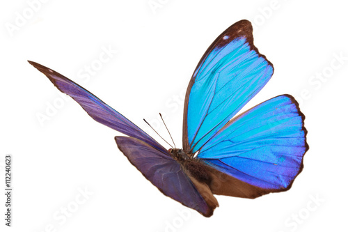 Blue tropical butterfly.