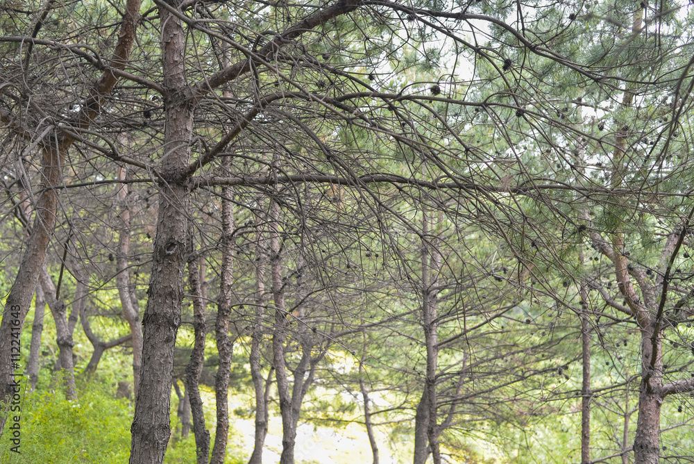 SEOUL,South Korea - MAY 24:Korea trees in city. MAY 24, 2016 in SEOUL,South Korea - MAY 24:Korea trees in city. MAY 24, 2016 in