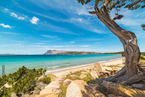 Fototapeta Naklejka Na Ścianę i Meble -  pine tree in Capo Coda Cavallo