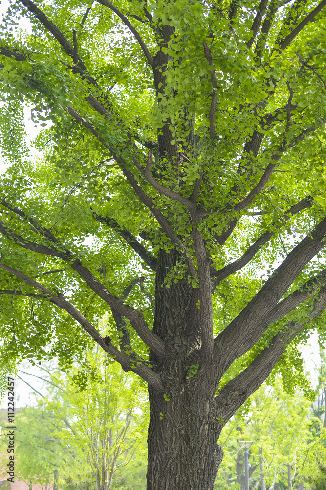 SEOUL,South Korea - MAY 24:Korea trees in city. MAY 24, 2016 in SEOUL,South Korea - MAY 24:Korea trees in city. MAY 24, 2016 in