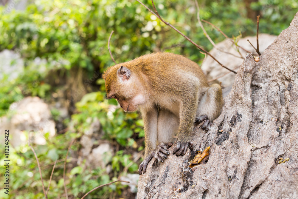 Obraz premium Cute wild monkey