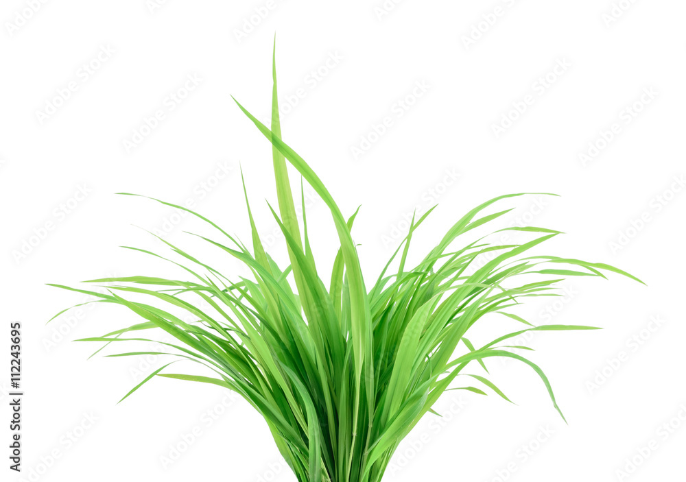 Green grass isolated on white Green grass isolated on white