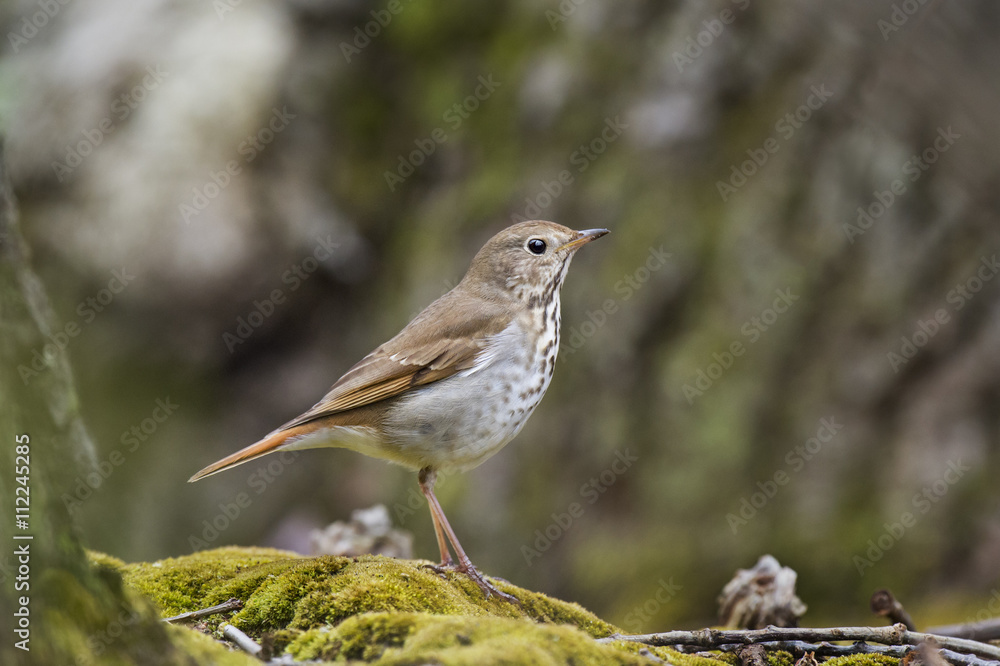 A Hermit Thrush stands on a patch of green moss under the forest canopy. A Hermit Thrush stands on a patch of green moss under the forest canopy.