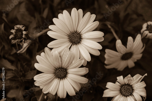 Fototapeta Naklejka Na Ścianę i Meble -  touch of white