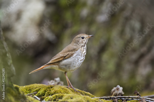 A Hermit Thrush stands on a patch of green moss under the forest canopy.