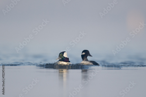 A pair of Bufflehead ducks quickly swim along pushing water in front of them.