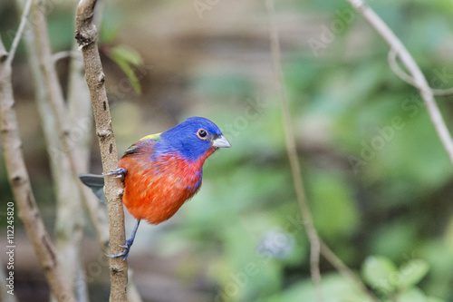 A Painted Bunting hangs onto a small branch showing off its brilliant coloration.
