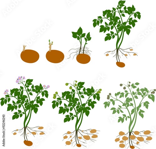Potato plant growth cycle