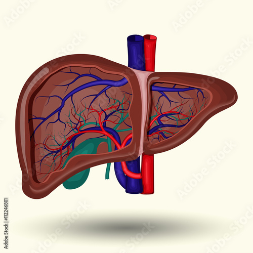 Human liver icon