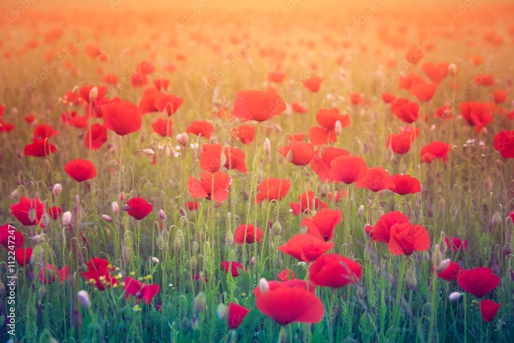 Beautiful poppy field landscape during sunset Beautiful poppy field landscape during sunset
