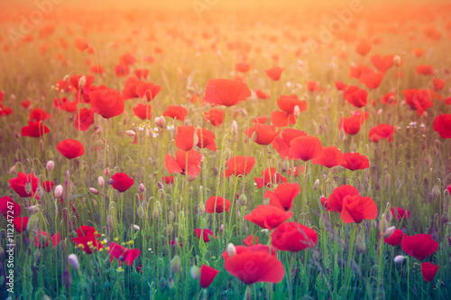 Beautiful poppy field landscape during sunset 