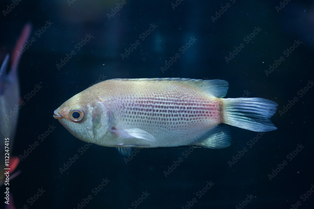 Kissing gourami (Helostoma temminckii), also known as the kissin Kissing gourami (Helostoma temminckii), also known as the kissin