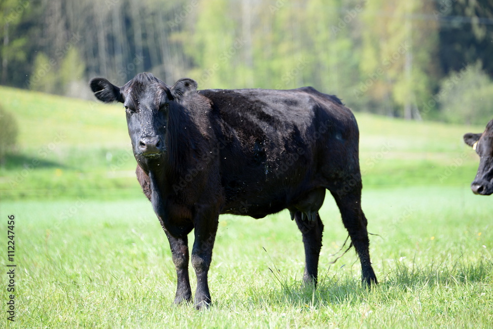 black angus cow in spring light black angus cow in spring light