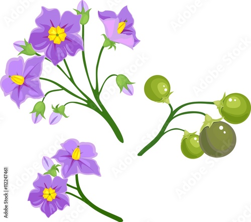 Flowers and fruits of potato plant