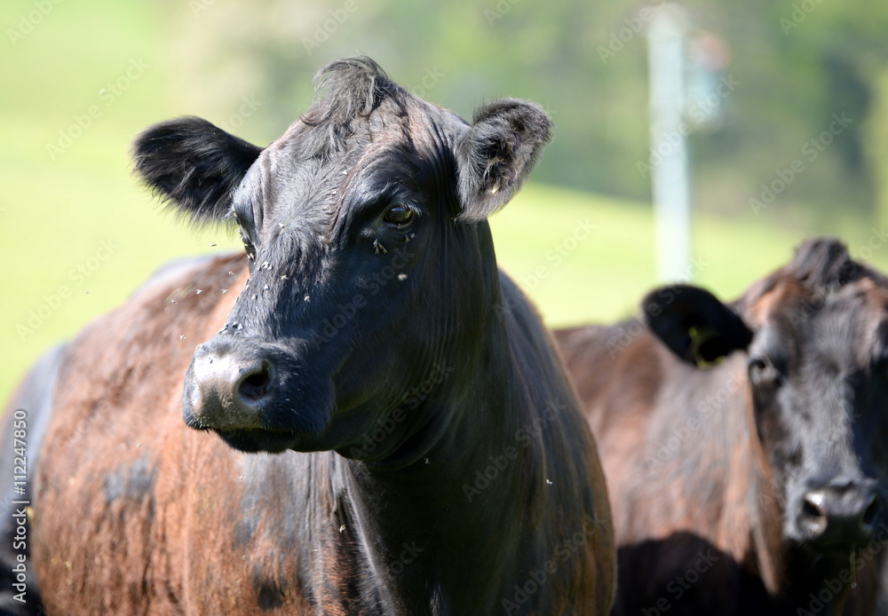 portrait of an angus cow with flies portrait of an angus cow with flies