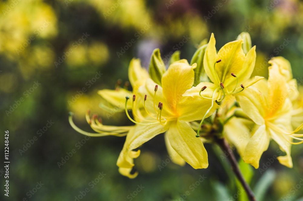Fototapeta premium yellow rhododendron flowers against the backdrop of lush greenery