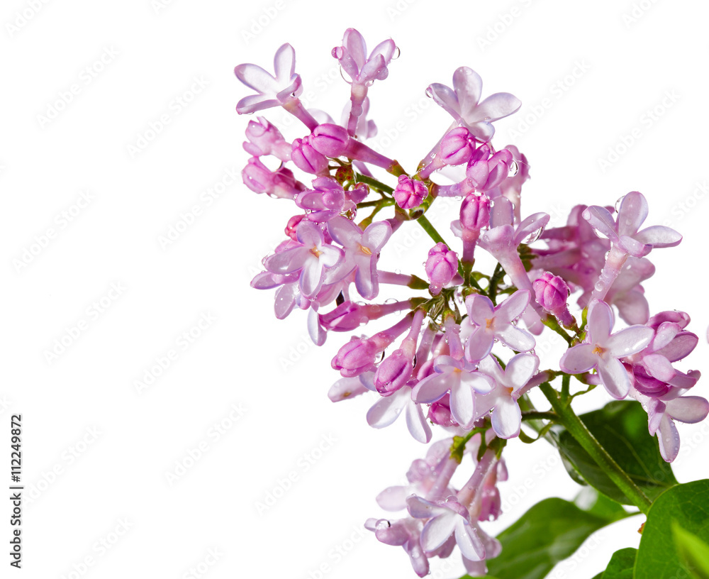 Lilac branch with water drops on a white background