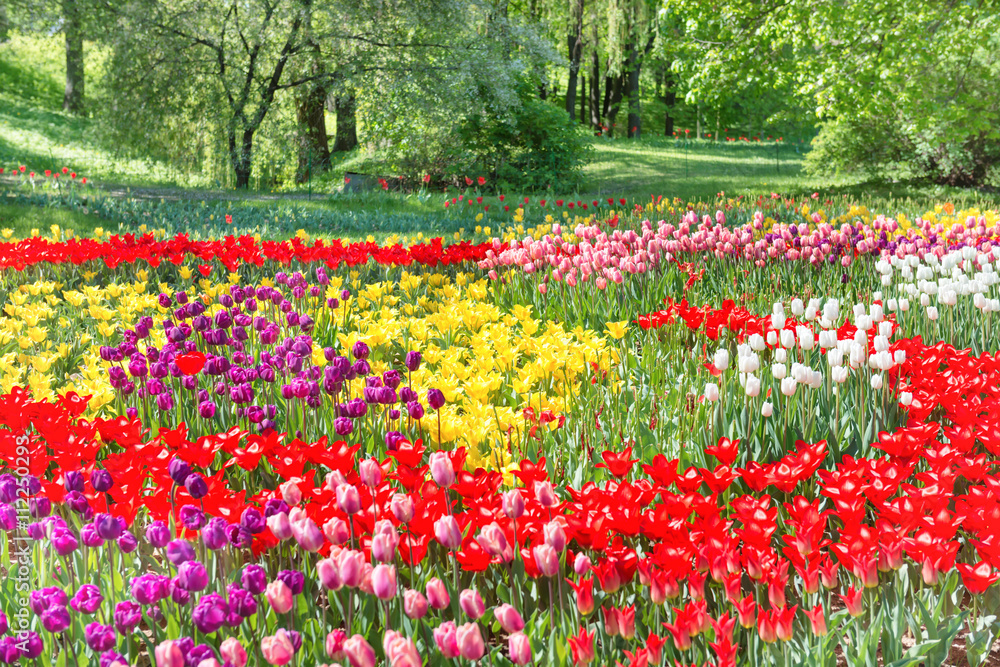 Tulips in the park