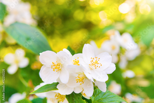 White jasmine flowers © Pavlo Vakhrushev