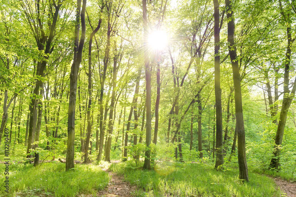 Obraz premium Morning in sunny forest