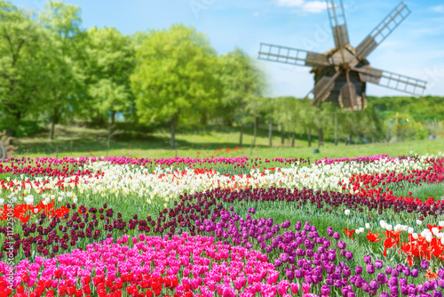 Field of tulips in the park #112250436