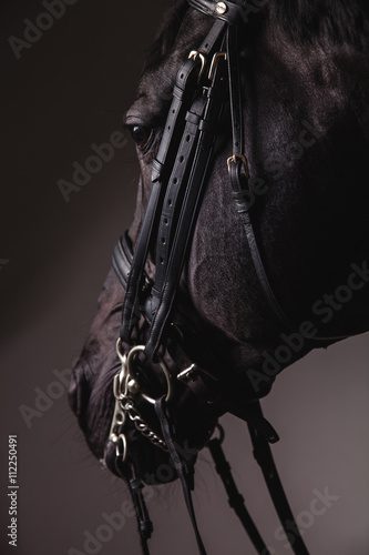 Black horse head with equipment closeup